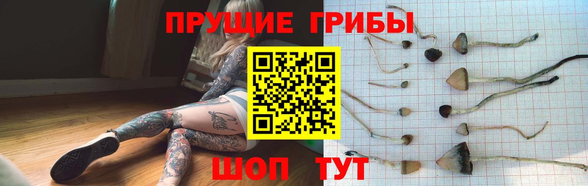 Воткинск  Галлюциногенные грибы Psilocybe  Вход с VPN 